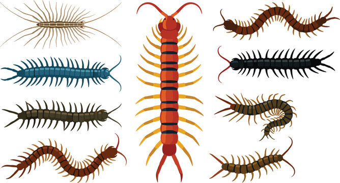 Centipede and Millipede Vector Illustration Featuring Orange, Yellow, Red, Brown, Blue, and Black Variations