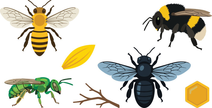 Bee Species Vector Illustration Featuring Honeybee, Bumblebee, Metallic Green, Carpenter Bee, Petal, Twig, and Honeycomb