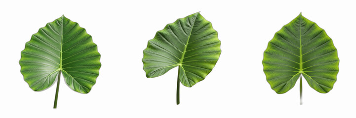 Set of Three Realistic Tropical Alocasia Leaves PNG, Isolated Green Elephant Ear Foliage Clipart for Jungle Design, Botanical Nature Elements for Scrapbooking, Digital Plant Graphics with Transparent  © eagle