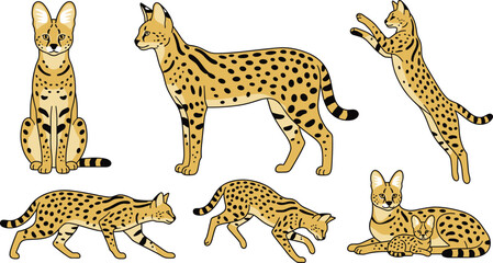 Obraz premium Serval Vector Illustration Featuring Sitting, Standing, Leaping, Crouching, Walking, and Resting Poses