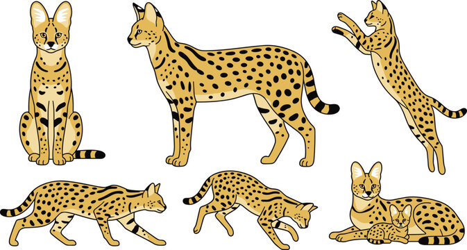 Serval Vector Illustration Featuring Sitting, Standing, Leaping, Crouching, Walking, and Resting Poses
