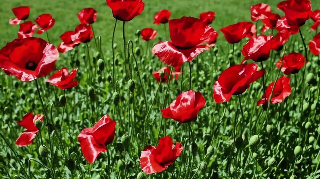 Swaying red flowers dance in wind on sunny meadow where vibrant poppies grow among green grass blades under bright sunlight, beautiful wild blossoms create cheerful summertime background scenery