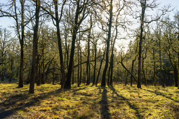 Fototapeta premium Cooper Mountain Nature Park, Beaverton, Oregon