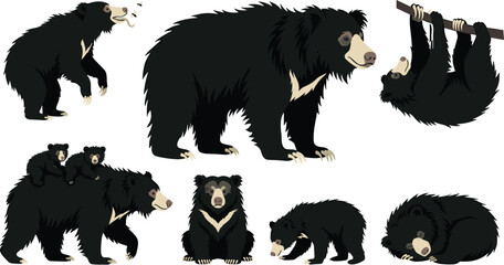 Fototapeta premium Sloth Bear Behavior Vector Illustration Featuring Roaring, Walking with Cubs, Hanging, Sitting, Sniffing, and Resting Poses
