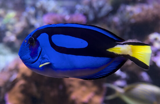 Vibrant blue tang fish swimming in a coral reef aquarium.