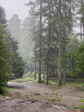 Dense foggy forest in Desierto de los Leones National Park, Mexico City