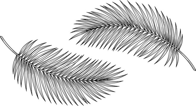Detailed hand drawn palm leaves in sketch style.