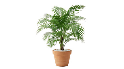 Fototapeta premium Vibrant green palm tree in terracotta pot isolated on transparent PNG background, tropical houseplant for interior and garden design