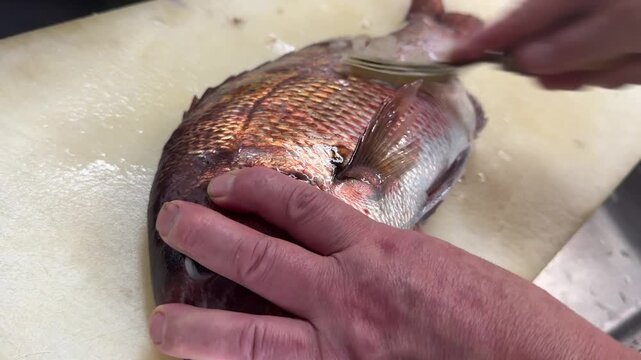 Chef scaling a fresh red sea bream by hand, traditional Japanese fish preparation at an izakaya