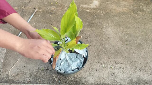 Close-up of hands using a utility knife to prune dry and yellowing leaves from a potted turmeric plant, demonstrating home gardening and herbal plant maintenance