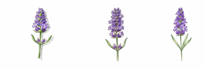 Watercolor Lavender Sprigs Set, Hand-Painted Purple Lavender Flowers Clipart, Isolated Floral Elements for Botanical Design, Wedding Stationery, Aromatherapy, and Elegant Packaging Graphics on White B © eagle