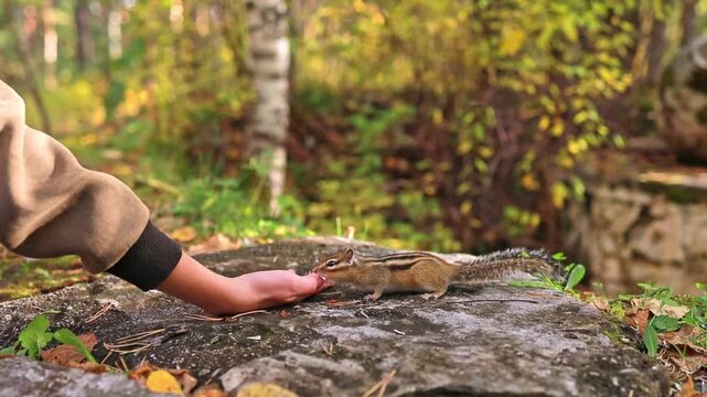 A person shares treats with a chipmunk in the forest.