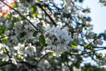 Fototapeta premium Apple tree branches display clusters of white blossoms, illuminated by sunlight, set against a clear blue sky in a spring garden