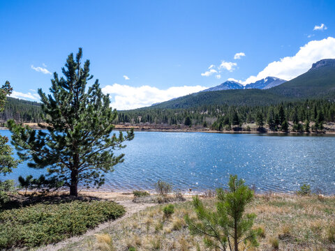 Pine tree in front if Lily Lake with distant mountain views in Rocky Mountains National Park in Colorado, USA