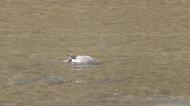 Eurasian Wigeon Duck Swimming and Diving in a Shallow River
