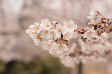 Naklejka premium Close-Up of Cherry Blossom Flowers in Full Spring Bloom