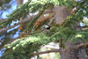 Mountain chickadee bird perched on evergreen branch in pine forest. © Olena
