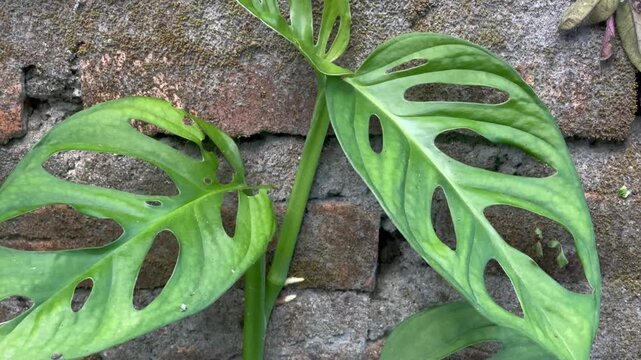 Close Up of Monstera Adansonii Leaves with Natural Holes