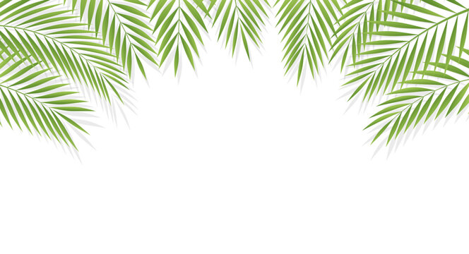 Exotic palm foliage framing the top of the layout