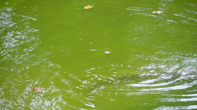 An Asian Water Monitor (Varanus Salvator) swimming in murkey green pond water, its head and neck above the surface creating ripples, with loose leaves.