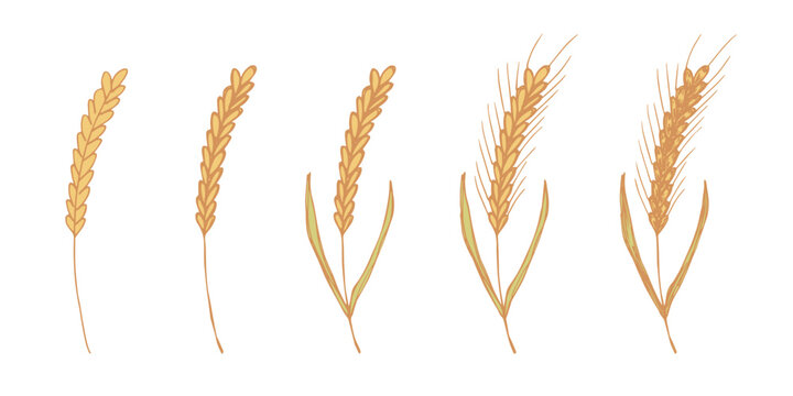 Set of hand drawn cereal wheat oat rye barley rice ears spikelet clipart Organic wheat bread agriculture farming harvest healthy food Single element for design print packaging label decor