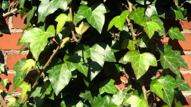 Close-up of green ivy climbing a brick wall, catching the sunlight