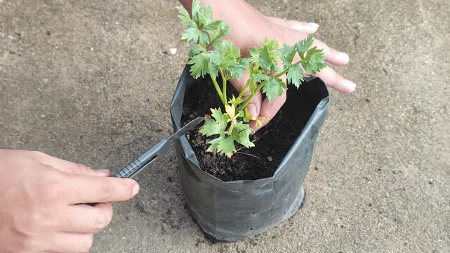Close-up of hands using a utility knife to prune wilted and yellowing leaves from a potted celery plant, demonstrating home gardening and organic plant care