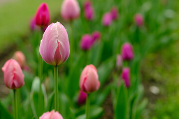 Obraz premium Pink tulips are blooming in a garden, surrounded by lush green foliage, displaying vibrant colors and fresh petals in natural daylight