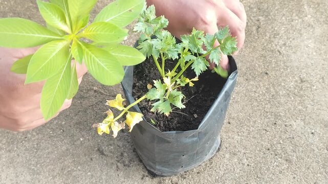 Close-up of hands pulling weeds and removing dry yellow leaves from a young celery plant in a polybag, demonstrating manual organic gardening and plant maintenance