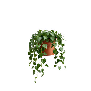 Green ivy plant in a small clay pot