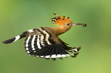 Eurasian hoopoe bird in early morning light ( Upupa epops ) © Piotr Krzeslak
