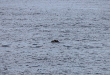 Obraz premium Sea lions surfacing a rippled gray ocean, isolated in the center of a wide, minimal seascape.