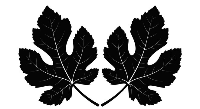 Two Black Fig Leaves Silhouette, Isolated on White Background