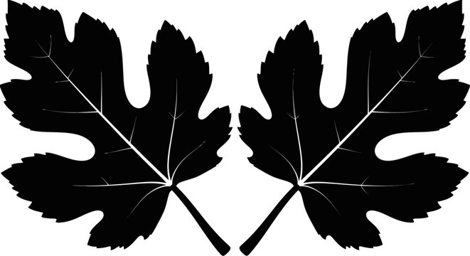 Two Black Fig Leaves Silhouette Isolated on White Background