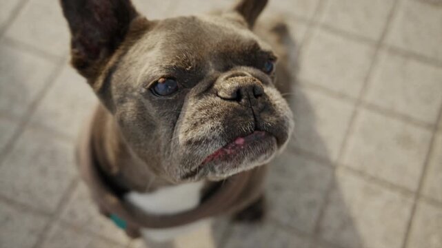 Close up portrait of a French Bulldog looking attentively upward in warm natural sunlight