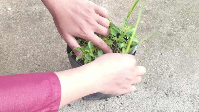 Close-up of hands carefully pulling a long grass weed from a dense cluster of young green chili seedlings in a black pot, demonstrating organic gardening and nursery care