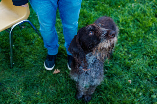 German Wirehaired Pointer dog looks up at person wearing blue jeans in green grass on a sunny day at a park