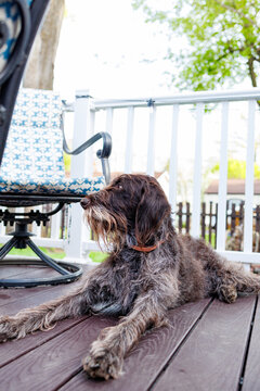 German Wirehaired Pointer rests on the porch under the sun while a chair sits nearby in the afternoon light