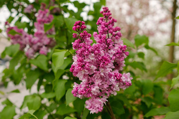 Obraz premium Lilac flowers display clusters of purple and pink petals amidst green foliage, creating a vibrant scene in a natural outdoor environment