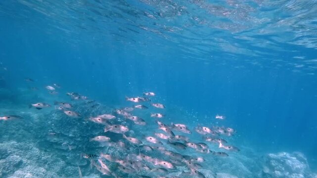School of blackspot snapper (Lutjanus fulviflamma) swimming in the deep blue hazy water with the light from the surface illuminating the depths, creating a dreamy underwater scene. Dauin, Philippines