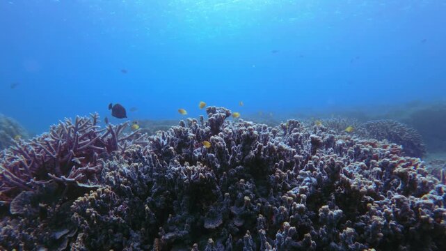 Freediving POV dolly forward towards porites rus inhabited by yellow lemon damsels (Pomacentrus moluccensis) under the clear, sunlit sea blue water. Dauin, Philippines