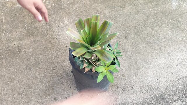 Close-up of hands carefully pulling weeds to care for a young tropical pineapple plant growing in a polybag, demonstrating organic home gardening and manual plant maintenance