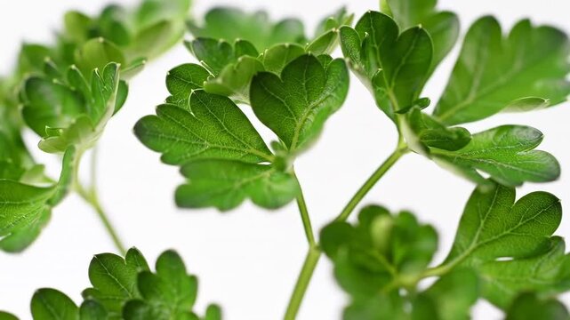 Close-up of vibrant green leafy plant against white background