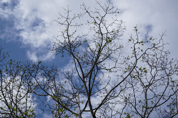 Obraz premium Native topical trees growing in tropical climate helping with soil erosion do to deforestation in third world countries