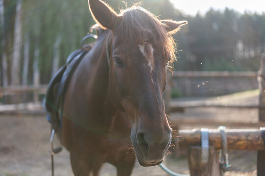 A portrait of a brown horse with a saddle on its back standing in an outdoor corral during sunset