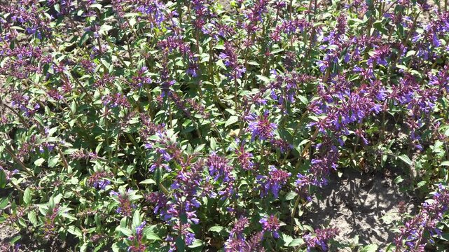 Catmint Nepeta Racemosa Field With Purple Flowers Growing In Summer Garden. Beautiful bush Blooming