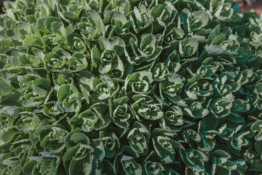 Dense cluster of green succulent leaves forming an organic pattern and natural botanical texture, photographed in soft daylight with vibrant spring colors.