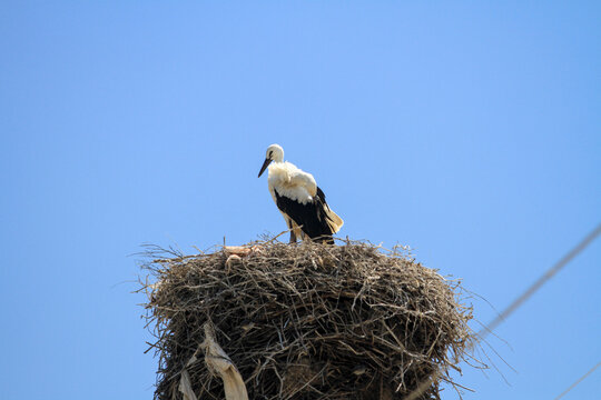 storks nesting