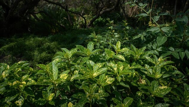 Aucuba, gold dust plant, spotted and Japanese laurel