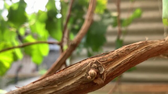 Grape tree home garden grapevine
